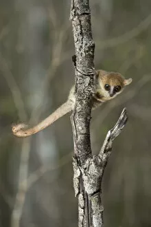 Images Dated 22nd September 2017: Madame Berthes Mouse Lemur (Microcebus berthae), the worlds smallest primate