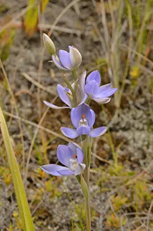 Madonna sun orchid (Thelymitra silena). Tasmania, Australia. October Madonna sun orchid (Thelymitra silena). Tasmania, Australia. October