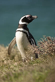 Images Dated 9th January 2008: Magellanic Penguin (Spheniscus magellanicus) portrait in grass, New Island, Falkland