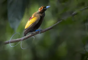 Magnificent Bird of Paradise (Diphyllodes magnificus) male, Lower montane highlands Magnificent Bird of Paradise (Diphyllodes magnificus) male, Lower montane highlands