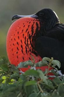 Magnificent Frigate (Fregata magnificens) male displaying by inflating his throat pouch Magnificent Frigate (Fregata magnificens) male displaying by inflating his throat pouch