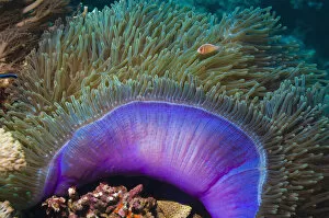 Mantle Gallery: Magnificent sea anemone (Heteractis magnifica) with Anemone fish within tentacles, Indonesia