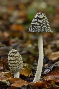 Magpie inkcap (Coprinopsis picacea) uncommon inkcap that usually grows singularly Magpie inkcap (Coprinopsis picacea) uncommon inkcap that usually grows singularly