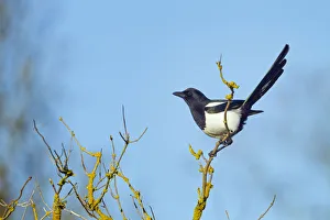 Crows And Jays Gallery: Pied Crow Collection