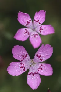Maiden pink (Dianthus deltoids) flowers, Stenje region, Galicica National Park, Macedonia Maiden pink (Dianthus deltoids) flowers, Stenje region, Galicica National Park, Macedonia