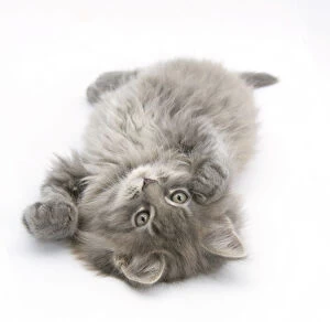 Images Dated 13th March 2008: Maine Coon kitten, 8 weeks, lying on its back, looking up in a playful manner