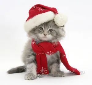 Maine Coon kitten wearing a Father Christmas hat and scarf Maine Coon kitten wearing a Father Christmas hat and scarf
