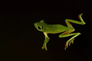 Rhacophoridae Gallery: Malabar gliding frog (Rhacophorus malabaricus), male floating on water. Coorg, Karnataka, India