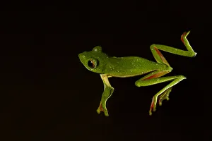 Malabar gliding frog (Rhacophorus malabaricus), male floating on water Malabar gliding frog (Rhacophorus malabaricus), male floating on water