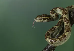 Malabar pit viper (Trimeresurus malabaricus), green colour morph Malabar pit viper (Trimeresurus malabaricus), green colour morph