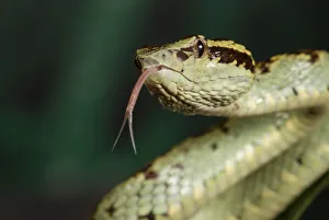 Malabar pit viper (Trimeresurus malabaricus), green colour morph. Agumbe, Karnataka Malabar pit viper (Trimeresurus malabaricus), green colour morph. Agumbe, Karnataka