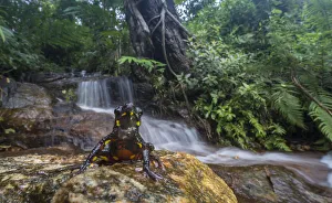 Malabar Torrent toad (Ghatophryne ornata) in habitat, Amboli, Maharashtra, India Malabar Torrent toad (Ghatophryne ornata) in habitat, Amboli, Maharashtra, India