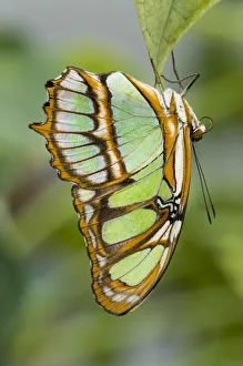 Malachite Butterfly (Siproeta stelenes) hanging upside down on leaf, forest near Napo River Malachite Butterfly (Siproeta stelenes) hanging upside down on leaf, forest near Napo River