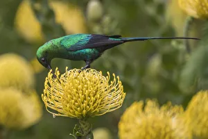 Malachite sunbird (Nectarinia famosa) feding at flower, Kirstenbosch National Botanical Malachite sunbird (Nectarinia famosa) feding at flower, Kirstenbosch National Botanical