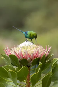 Malachite sunbird (Nectarinia famosa) male nectaring on King protea (Protea cynaroides) Malachite sunbird (Nectarinia famosa) male nectaring on King protea (Protea cynaroides)