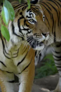 Malayan tiger (Panthera tigris jacksoni), Malaysia. Captive. An Endangered species Malayan tiger (Panthera tigris jacksoni), Malaysia. Captive. An Endangered species