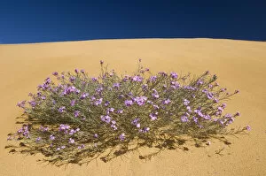 Images Dated 9th June 2009: (Malcolmia littorea) in flower on sand dunes, Almograve, Alentejo, Natural Park of