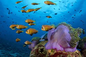Images Dated 24th August 2011: Maldive anemonefish (Amphiprion nigripes) shoal swimming in the current flowing over a