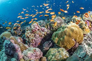 Maldives tropical reef community. Morray eel and tropical fish in mostly dead or dying Maldives tropical reef community. Morray eel and tropical fish in mostly dead or dying