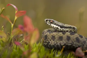 Male adder (Vipera berus) amongst Bilberry. Cannock Chase, Staffordshire, UK, October Male adder (Vipera berus) amongst Bilberry. Cannock Chase, Staffordshire, UK, October