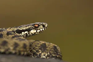 Male Adder (Vipera berus). Cannock Chase, Staffordshire, UK, October Male Adder (Vipera berus). Cannock Chase, Staffordshire, UK, October