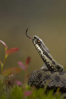 Male Adder (Vipera berus) tasting the air. Cannock Chase, Staffordshire, UK, October Male Adder (Vipera berus) tasting the air. Cannock Chase, Staffordshire, UK, October