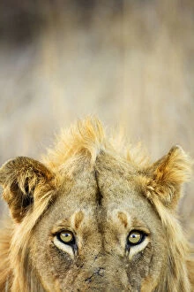 Images Dated 13th September 2008: Male African lion (Panthera leo), Kruger National Park, Transvaal, South Africa