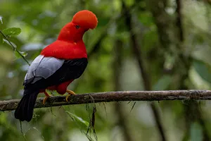 Male Andean cock of the rock (Rupicola peruvianus) perched on branch, Mindo, Pichincha Male Andean cock of the rock (Rupicola peruvianus) perched on branch, Mindo, Pichincha
