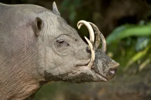 Male Babirusa (Babyrousa celebensis) from the Island of Sulawesi, Indonesia. Captive, Singapore Zoo Male Babirusa (Babyrousa celebensis) from the Island of Sulawesi, Indonesia. Captive, Singapore Zoo