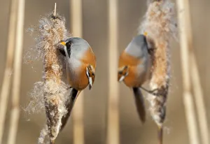 Two male Bearded reedling (Panurus biarmicus) eating seeds from the spike of a common bulrush Two male Bearded reedling (Panurus biarmicus) eating seeds from the spike of a common bulrush