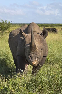 Black Rhinoceros Collection: Male Black rhinoceros (Diceros bicornis), Phinda Private Game Reserve, Kwazulu Natal