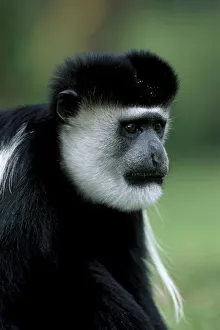 Flick solitaire nick garbutt/male black white colobus monkey colobus guereza Flick solitaire nick garbutt/male black white colobus monkey colobus guereza