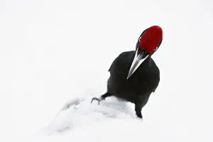 Male Black woodpecker (Dryocopus martius) in snow, showing red crown Male Black woodpecker (Dryocopus martius) in snow, showing red crown