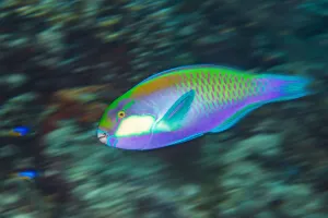 Male Bleeker's parrotfish (Chlorurus bleekeri) races across a coral reef as it Male Bleeker's parrotfish (Chlorurus bleekeri) races across a coral reef as it