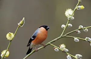 Male Bullfinch {Pyrrhula pyrrhula} perching in Pussy Willow (Salix) , Yorkshire, UK Male Bullfinch {Pyrrhula pyrrhula} perching in Pussy Willow (Salix) , Yorkshire, UK
