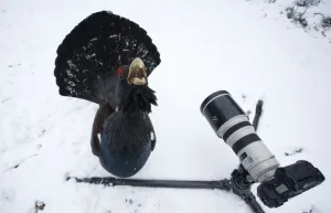 Male Capercaillie (Tetrao urogallus) displaying in front of camera in a wintry pine forest Male Capercaillie (Tetrao urogallus) displaying in front of camera in a wintry pine forest