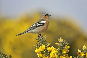 Male Chaffinch (Fringilla coelebs) perched on Gorse, Suffolk, UK, April Male Chaffinch (Fringilla coelebs) perched on Gorse, Suffolk, UK, April