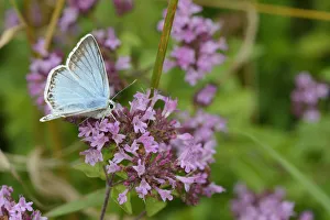 Male Chalkhill blue (Lysandra coridon) feeding on Wild marjoram flowers (Origanum Male Chalkhill blue (Lysandra coridon) feeding on Wild marjoram flowers (Origanum