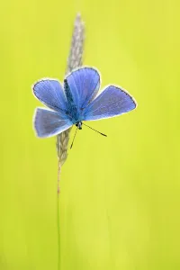 Male common blue butterfly (Polyommatus icarus) basking wings open on grass, Vealand Farm Male common blue butterfly (Polyommatus icarus) basking wings open on grass, Vealand Farm