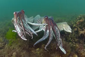 Two male Common cuttlefish (Sepia officinalis) compete for a female (on right Two male Common cuttlefish (Sepia officinalis) compete for a female (on right