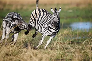 Okavango Delta Gallery: Two male Common / Plains zebras (Equus quagga) fighting, Okavango Delta, Botswana, Africa
