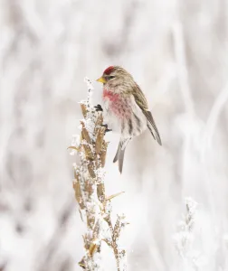 Male Common Redpoll (Acanthis flammea) perched on snow-covered dead stem of Evening Male Common Redpoll (Acanthis flammea) perched on snow-covered dead stem of Evening