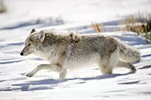 Images Dated 1st February 2012: Male Coyote (Canis latrans) walking through deep snow. Hayden Valley, Yellowstone National Park