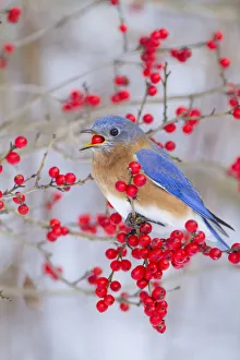 Male Eastern bluebird (Sialia sialis) feeding on winterberry (Ilex sp) fruit, New York Male Eastern bluebird (Sialia sialis) feeding on winterberry (Ilex sp) fruit, New York