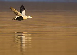Male Eider (Somateria mollissima) in flight over water, Aberdeenshire , Scotland, UK Male Eider (Somateria mollissima) in flight over water, Aberdeenshire , Scotland, UK