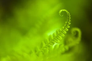 Abstracts Gallery: Male Fern (Dryopteris filix-mas) abstract, Isle of Mull, Scotland, UK. June