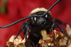 Male Giant / Mammoth wasp (Megascolia flavifrons) close-up of face showing long antennae Male Giant / Mammoth wasp (Megascolia flavifrons) close-up of face showing long antennae