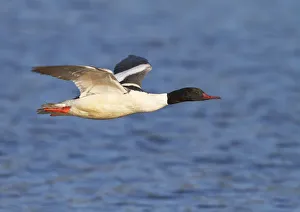 Male Goosander (Mergus merganser) flying over water, Gwynedd, Wales, UK, February Male Goosander (Mergus merganser) flying over water, Gwynedd, Wales, UK, February