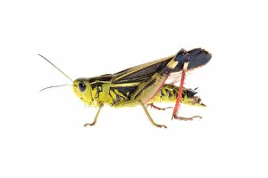 Images Dated 9th July 2007: Male Grasshopper (Arcyptera fusca) Fliess, Naturpark Kaunergrat, Tirol, Austria