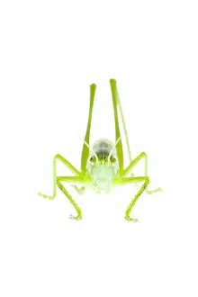 Images Dated 9th July 2007: Male Great green bush cricket (Tettigonia viridissima) Fliess, Naturpark Kaunergrat